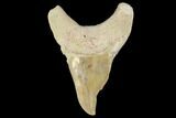 Pathological Otodus Shark Tooth - Morocco #116712-1